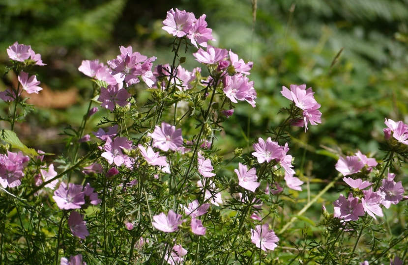 Wildflowers