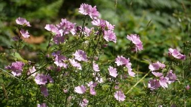 Wildflowers